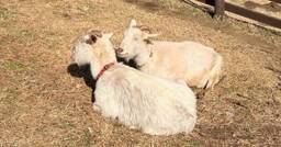 記事のアイキャッチ画像