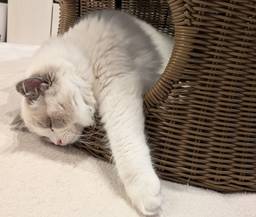 記事のアイキャッチ画像